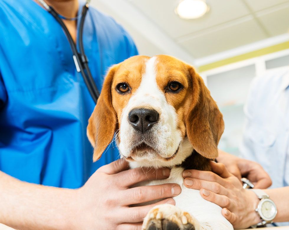Veterinary team gently examining a Beagle at a veterinary clinic, representing compassionate care on our About Us page in Burke