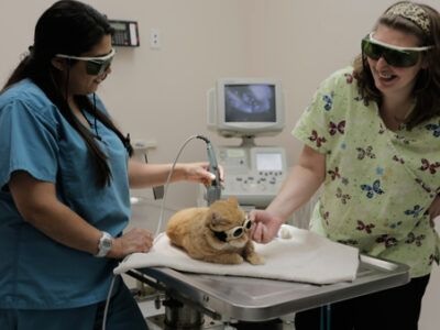 Pet Ultrasound in Burke