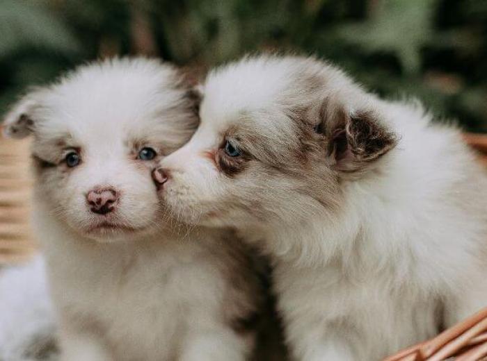Meeting Important Milestones With Your Puppy or Kitten