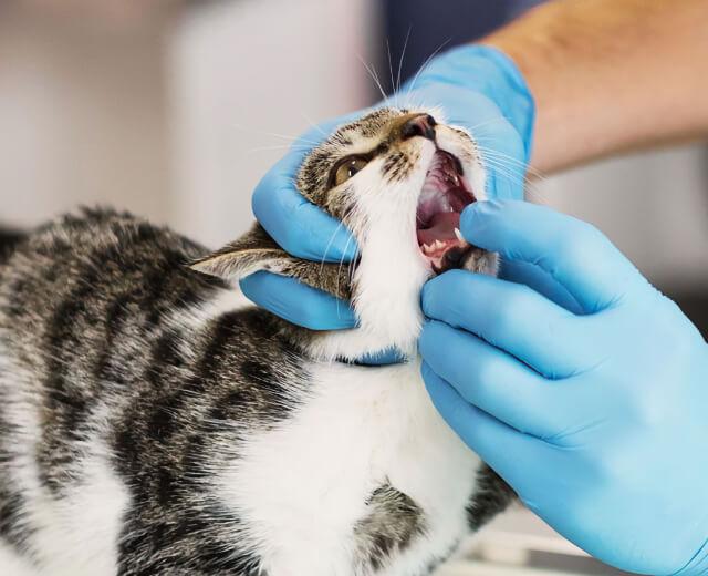 Pet Dental Care