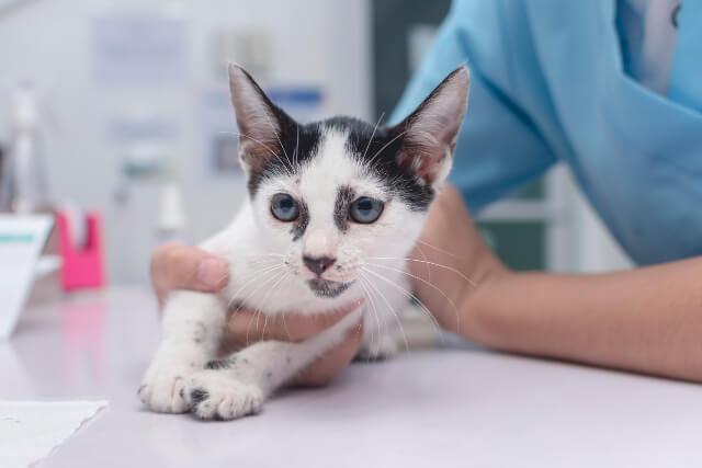 Pet Vaccines