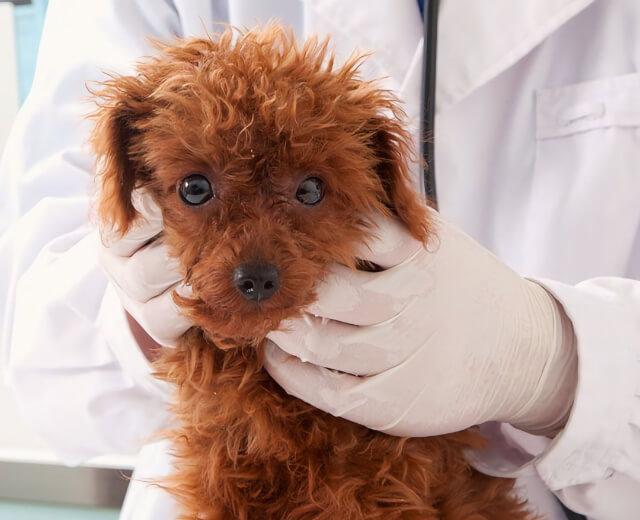 Spay & Neuter